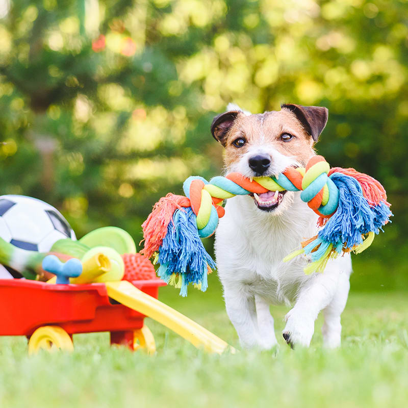 PET TOYS